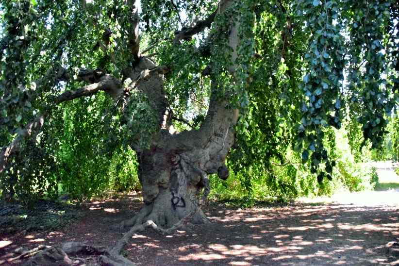 Trauerbuche am Schloss Charlottenhiof in Sanssouci.