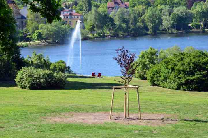 Neue Rotbuche im Park Babelsberg.