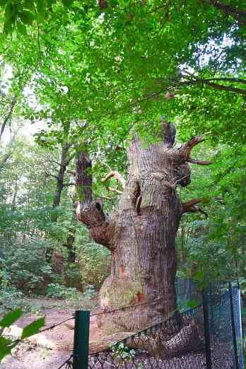 Dicke Marie, Berlins ltester Baum im Forst Tegel.