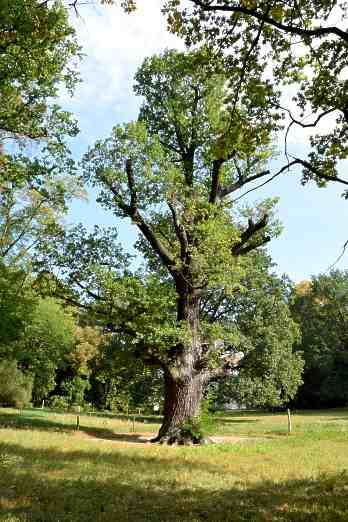 Humboldt-Eiche im Schlosspark Tegel.