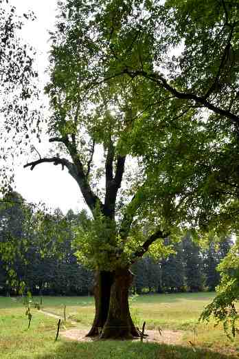 Humboldt-Eiche im Schlosspark Tegel.