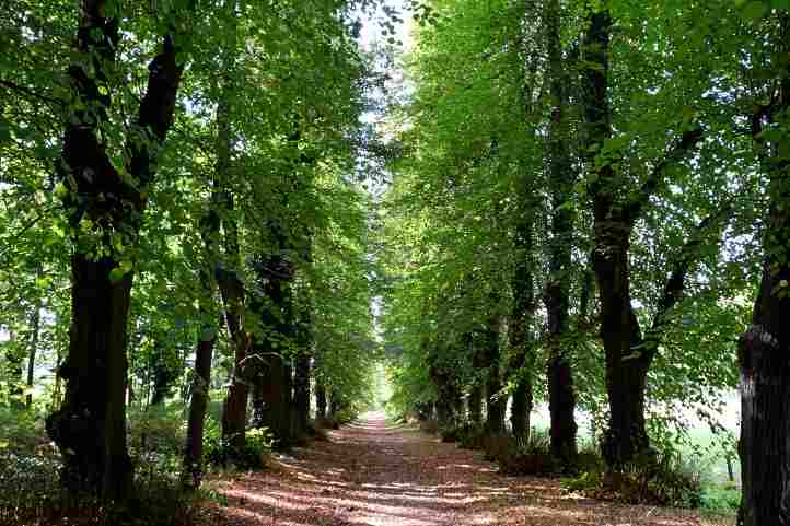 Lindenallee im Schlosspark Tegel.