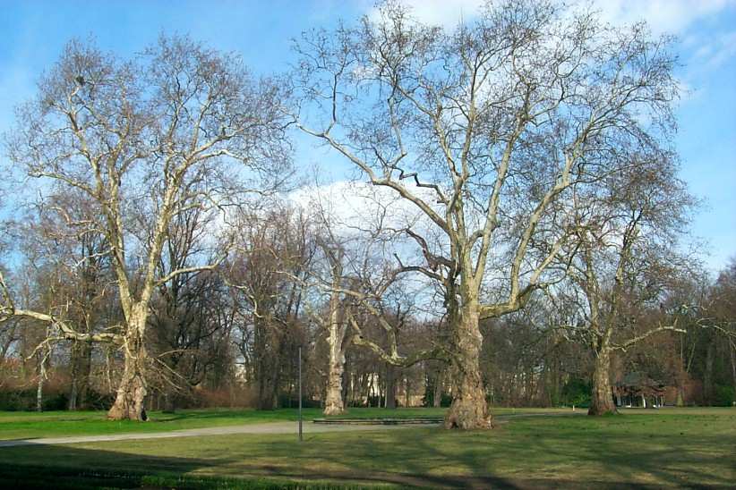 Bastard-Platanen im Schlossgarten von Schoenhausen.