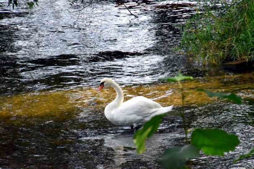 Zufllig ein Schwan an der Schwanenbrcke in Potsdam.