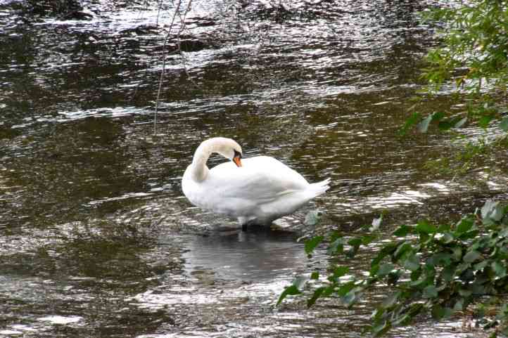 Zufllig ein Schwan an der Schwanenbrcke in Potsdam.