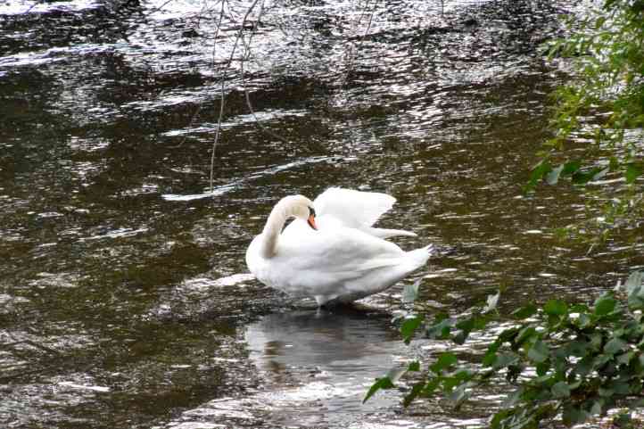 Zufllig ein Schwan an der Schwanenbrcke in Potsdam.