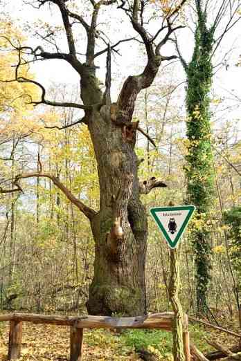 Dicke Marie, Berlins ltester Baum im Forst Tegel.