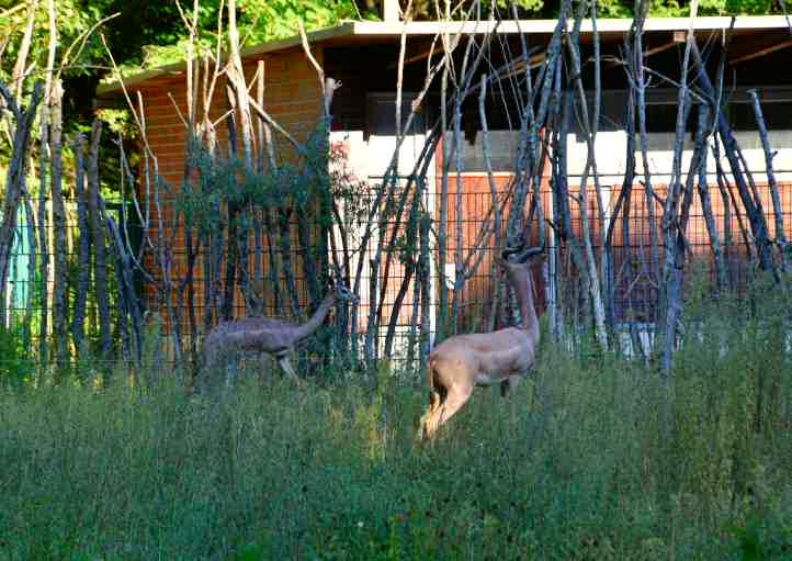 Giraffengazelle mit Jungtier - Tierpark Berlin.