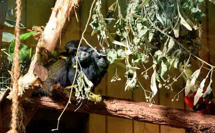 Rothandtamarin im Tierpark Berlin.