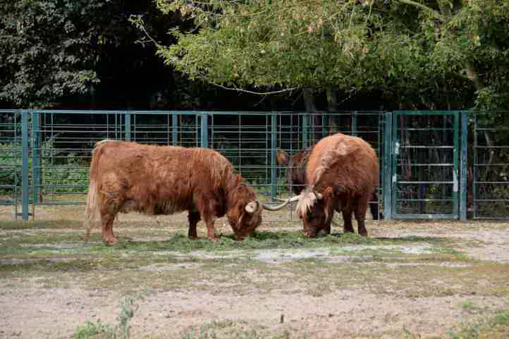 Schottische Hochlandrinder im Tierpark Friedrichsfelde.