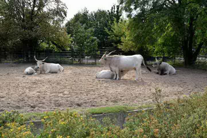 Ungarisches Steppenrind im Tierpark Friedrichsfelde.