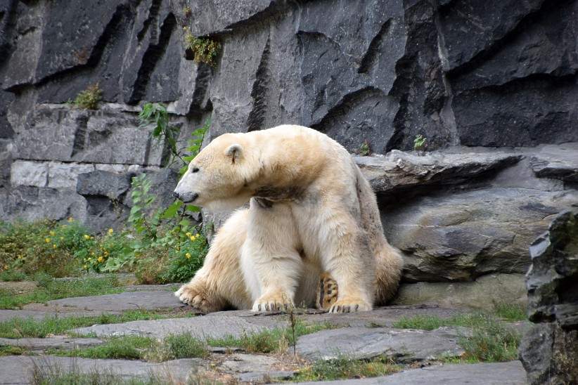 Zottiger Eisbr im Berliner Tierpark.