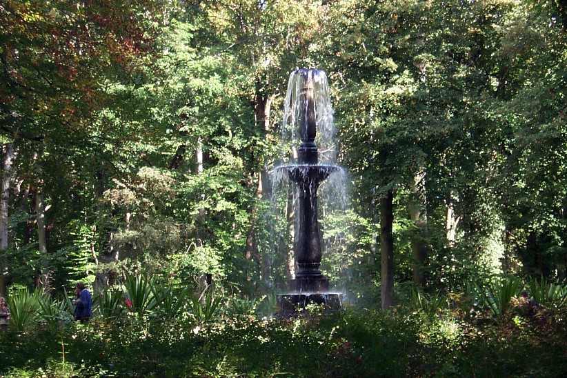 Candelabre - Wasserbaum auf der Pfaueninsel.