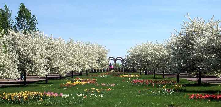 Zierpfel im Erholungspark Marzahn