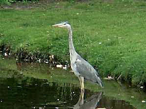 Grau- bzw. Fischreiher am Maschinenteich