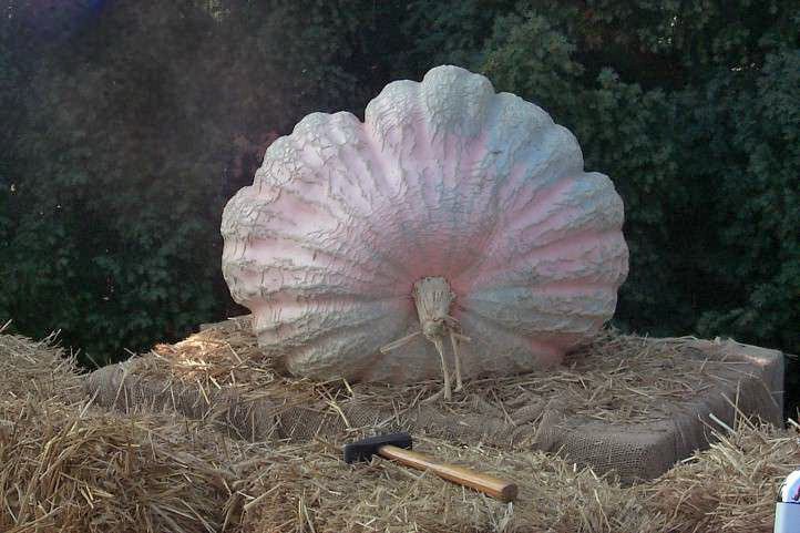 Krbisversteigerung im Botanischen Garten.