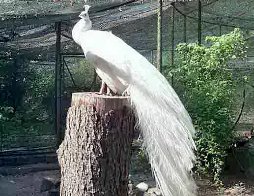 Weier Pfau auf der Pfaueninsel