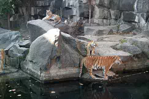 Tierpark Friedrichsfelde - Tiegerfamilie