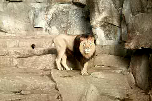 Tierpark Friedrichsfelde - Knig der Tiere